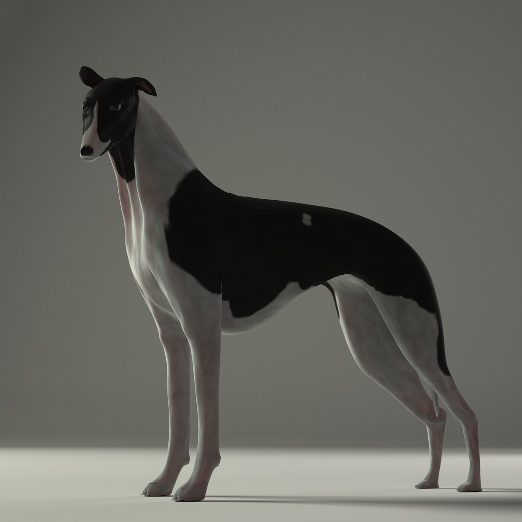 Whippet [rigged] preview image 1